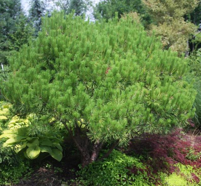 Pinus densiflora - Pinheiro japonês vermelho, Japanese red pine, Akamatsu