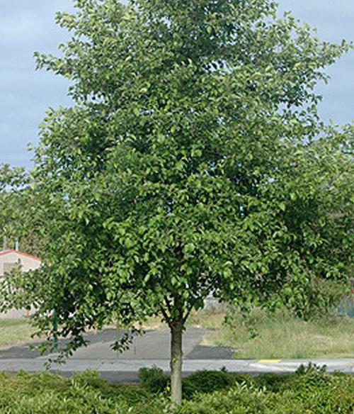 Alnus rubra - Amieiro Vermelho, Amieiro do Oregon, Amieiro Ocidental