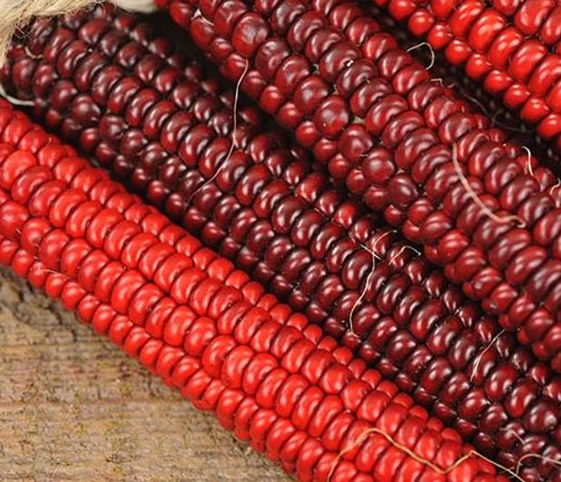 Zea mays Papas Red (C.O.) - Milho Cereja de Marrasquino, Milho Vermelho de Papai