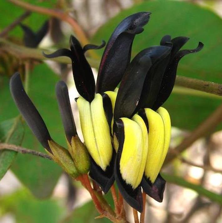 Kennedia nigricans - Trepadeira Pássaro Negro - Black Coral Pea