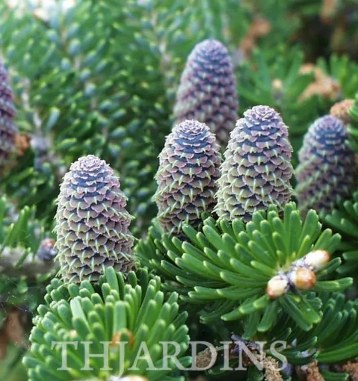 Abies koreana - Abeto Da Coréia, Gusang, Korean fir