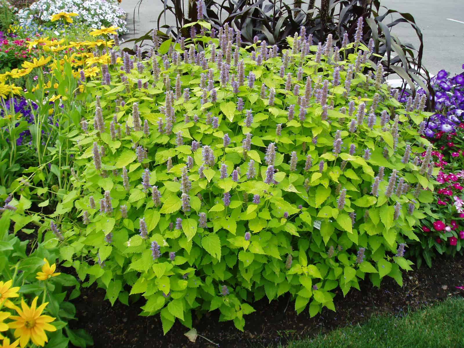 Agastache foeniculum ‘Golden Jubilee’ - Hissopo-aniz