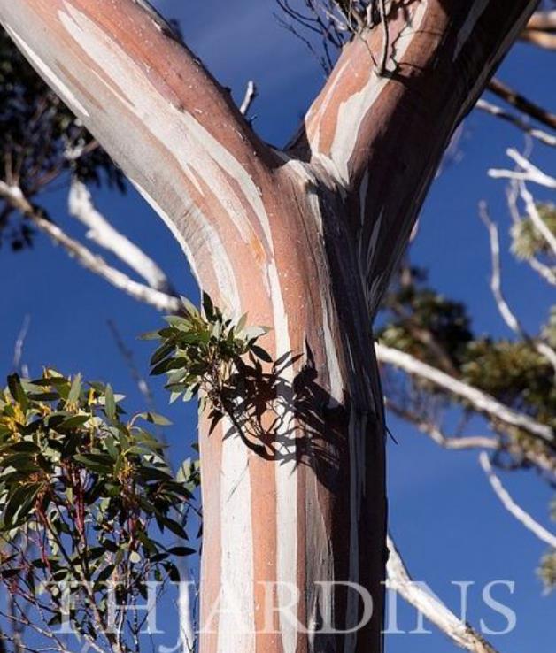 Eucalyptus Coccifera - Eucalipto Tasmanian Snow Gum
