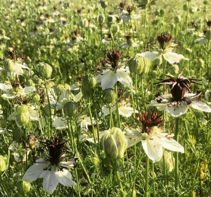 Nigella papillosa 'African Bride' - Amor em uma Névoa Rainha Africana, Love in a Mist, Flor Amor na Neblina, Nigella