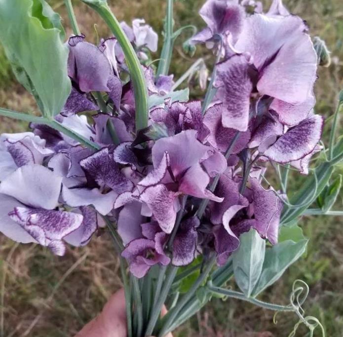 Lathyrus odoratus 'Nimbus Spencer' - Ervilha Doce Nimbus Spencer, Ervilha Doce Perfumada Nimbus