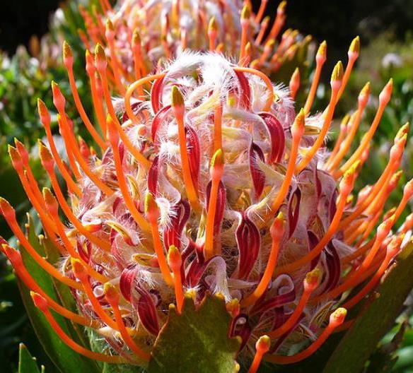 Leucospermum glabrum - Protea arbusto almofada de alfinetes de Outeniqua, Outeniqua pincushion