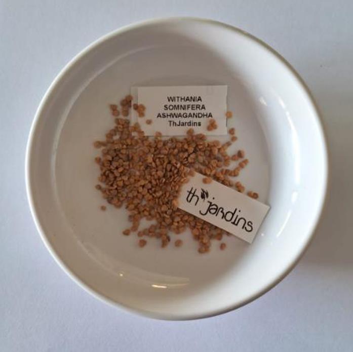 Withania Somnifera - Ashwagandha, Ginseng Indiano, Cereja de Inverno