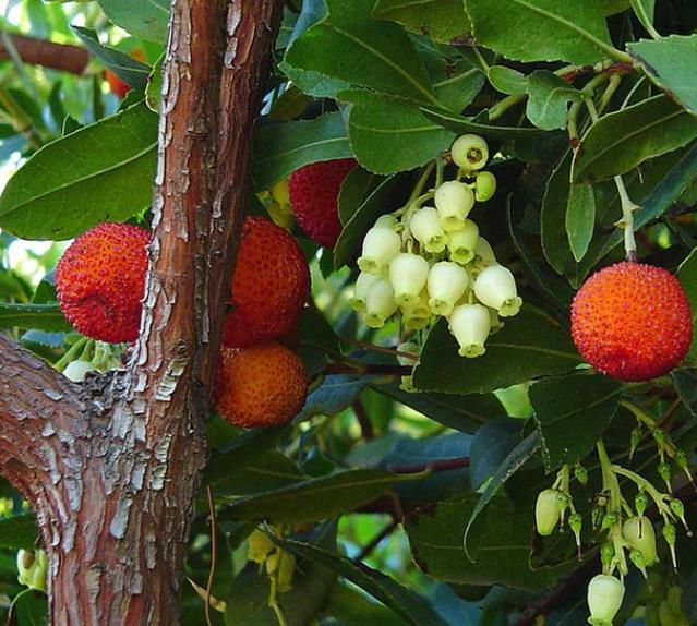 Arbutus unedo - Medronheiro, Árvore Morango, Ervedeiro, Êrvodo, Medronho, Strawberry Tree