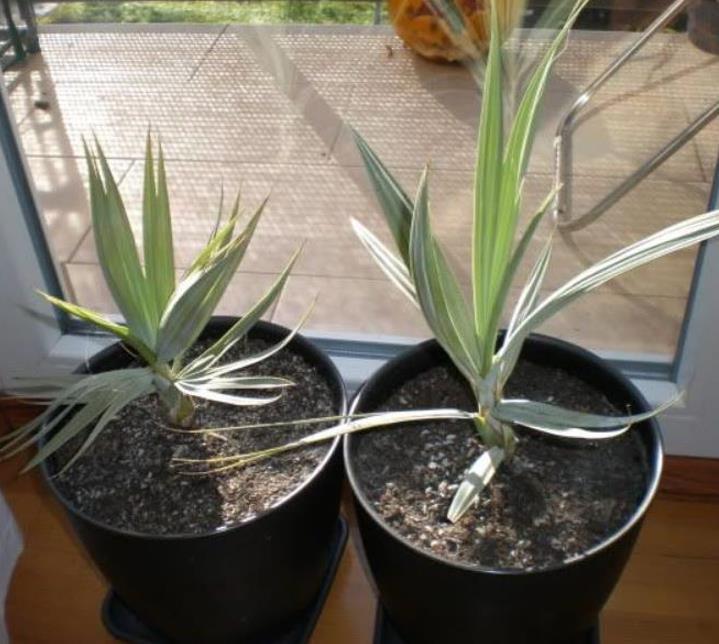 Nannorrhops ritchiana - Palmeira Azul, Palmeira Prata, Mazari Palm