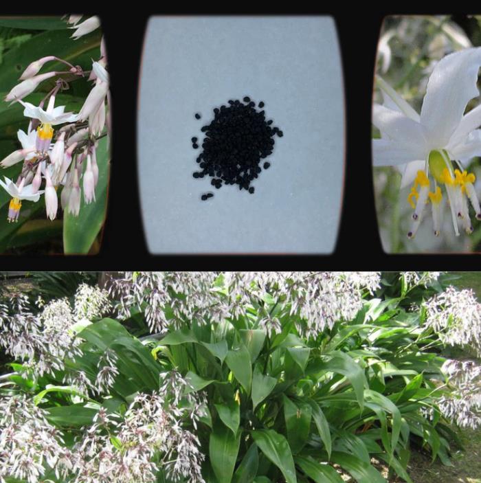 Arthropodium cirratum - Lírio Rocha da Nova Zelândia, Lírio Renga, Rengarenga