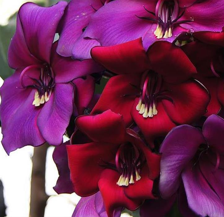 Meriania nobilis - Manacá Colombiano, Meriania, Amarrabollo, Amaraboyo