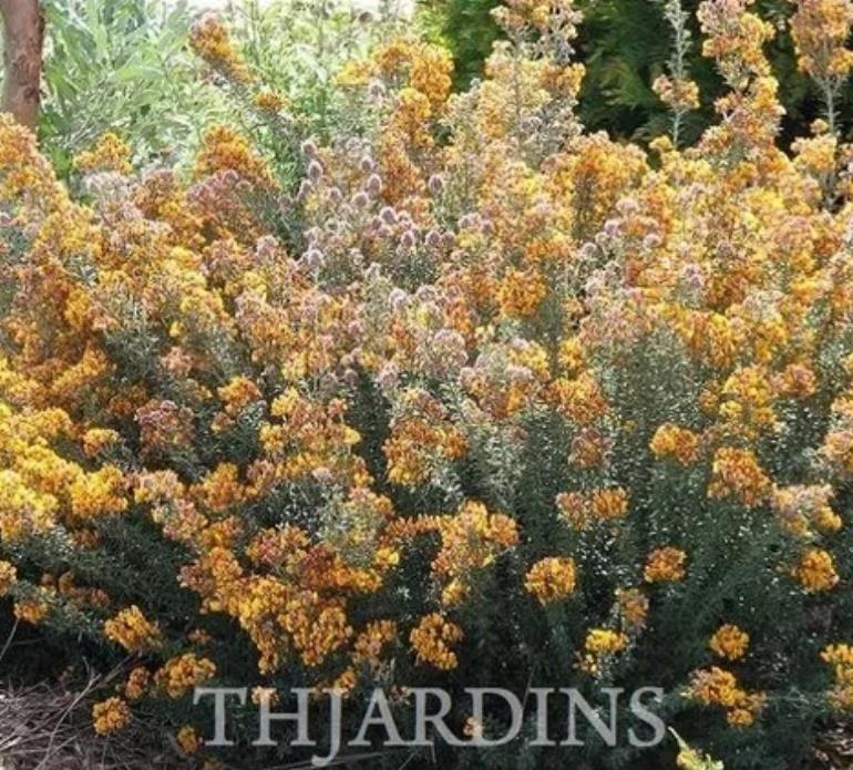 Oxylobium ellipticum - Alecrim Dourado, Golden Shaggy Pea