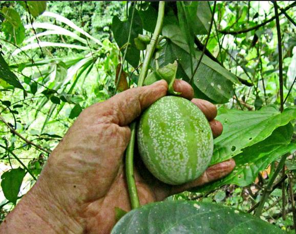 Passiflora tilifolia - Maracujá Doce Tilifolia, Maracujá Doce da Colômbia