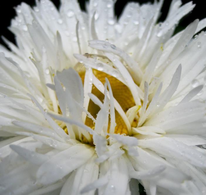 Leucanthemum superbum Crazy Daisy - Margarida Louca Dobrada, Margarida Shasta Dobrada, Double Shasta Daisy, Crazy Da
