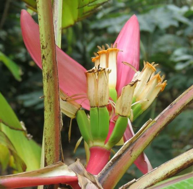 Musa mannii - Mini Bananeira, Mini Bananinha, Baby Banana, Indian Dwarf Banana