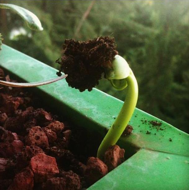 Adansonia perrieri - Baobá Perrieri, Baobá de Madagascar