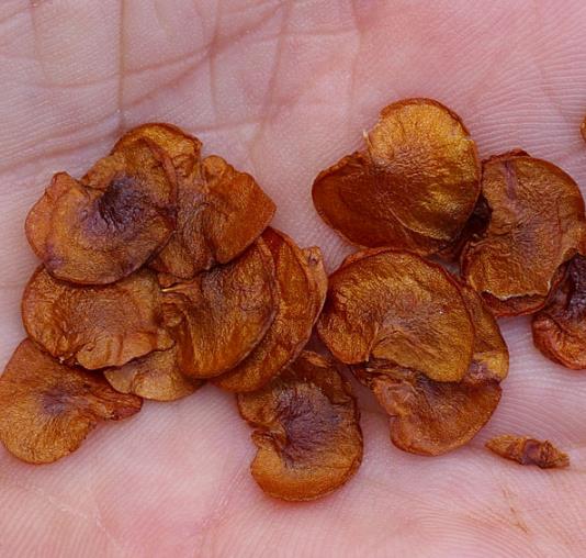 Hymenosporum flavum - Manacá Australiano, Plumeria Australiana Tricolor