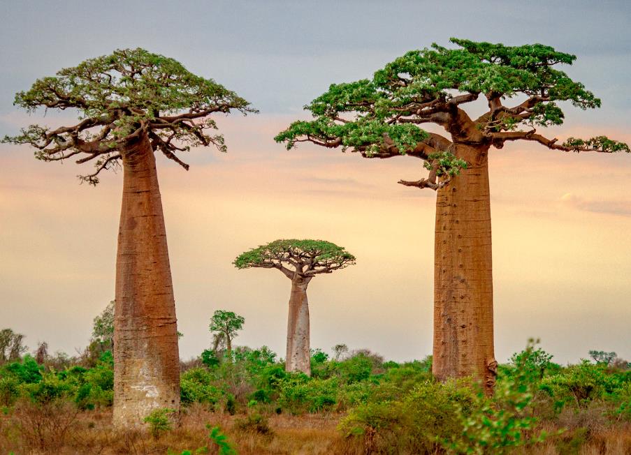 Adansonia grandidieri - Baobá Grandidieri, Baobá de Madagascar, Baobá de Morondava