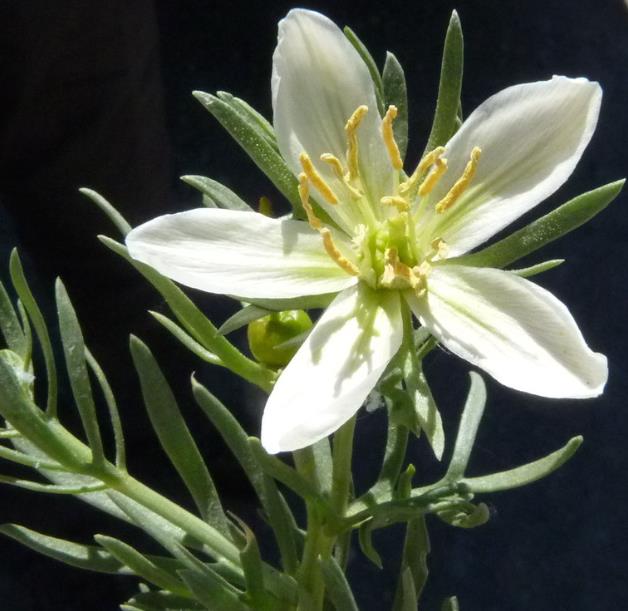 Peganum harmala - Arruda Síria, Arruda Selvagem, Harmal, Arruda Africana