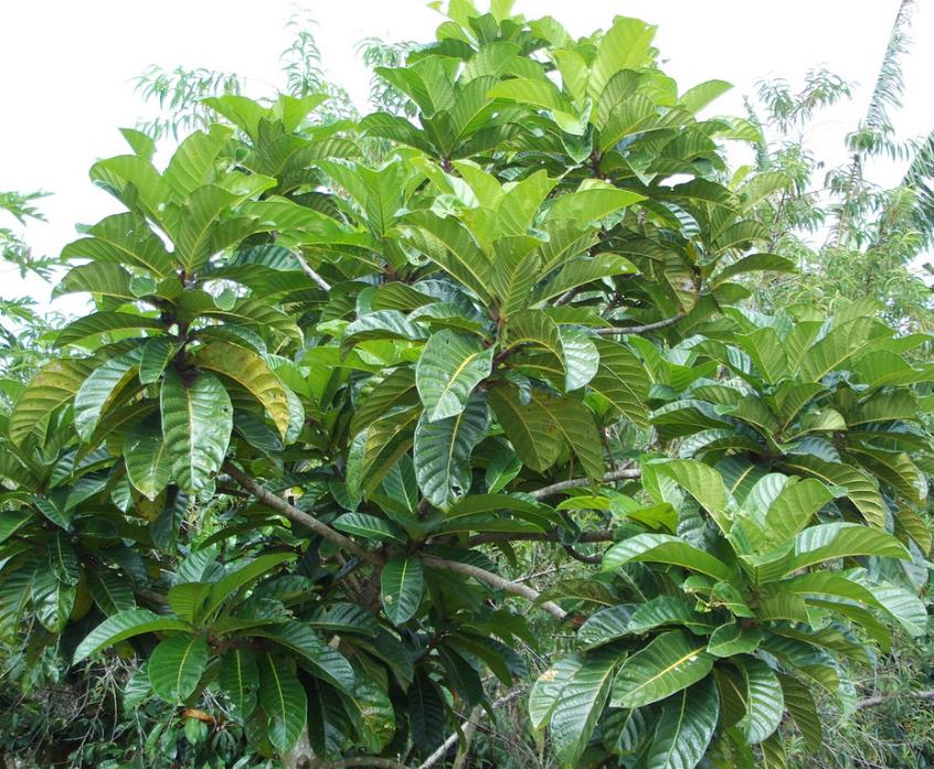 Ficus habrophylla - Figo vermelho, Figueira de folha gigante, Figo da Nova Caledônia
