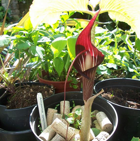 Arisaema speciosum 'Magnificum' - Lirio cobra, Cobra Lily