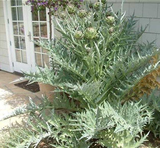 Cynara cardunculus ssp. Scolymus 'Gros Vert de Laon' - Alcachofra Vert de Laon, Alcachofra de Provença