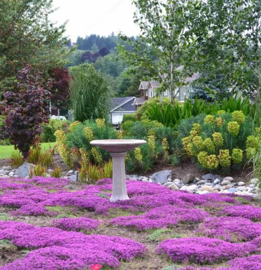 Thymus praecox - Tomilho Rastejante, Gramado Tomilho, Grama Aromática, Tomilho Mãe, Mother of Thy
