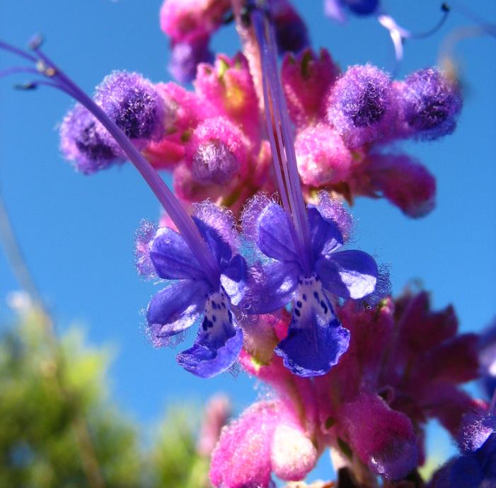 Trichostema lanatum - Alecrim da Califórnia, Alecrim Selvagem Americano, Woolly Blue-Curls