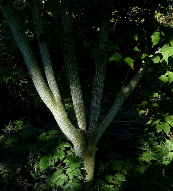 Acer davidii Grosseri - Acer Madeira Divina, Mapple, Acer davidii Grosseri
