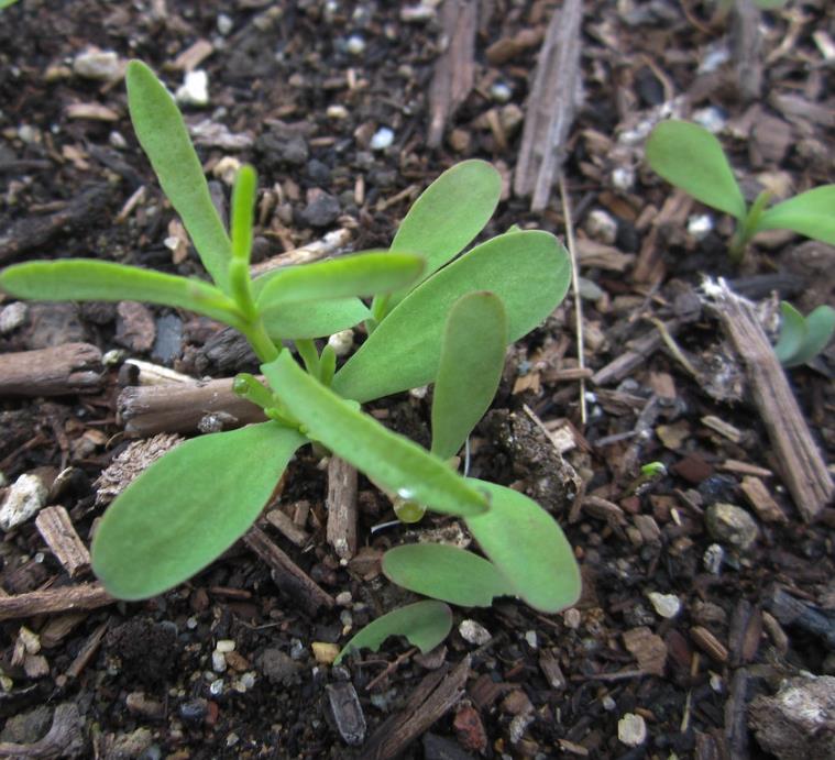 Acroclinium roseum 'Pierrot' - Rosa Eterna Pierrot, Flor Imortal Australiana, Margarida Eterna Pierrot