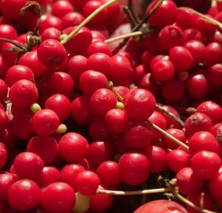 Schisandra chinensis - Cereja dos 5 Sabores (Wu-Wei-Zi), Magnolia Berry, Limonnik, Uva Vermelha