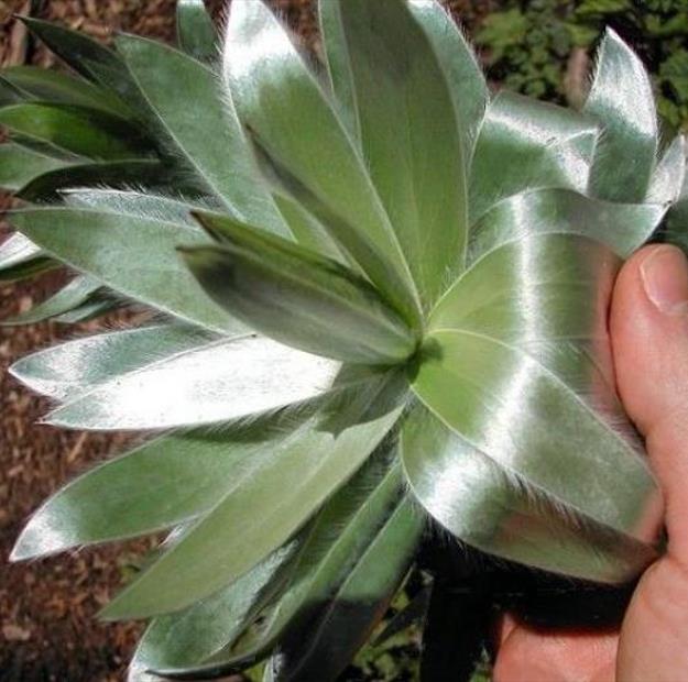 Leucadendron argenteum - Protea Árvore de Prata, Silver Tree, Leucadendron Prata