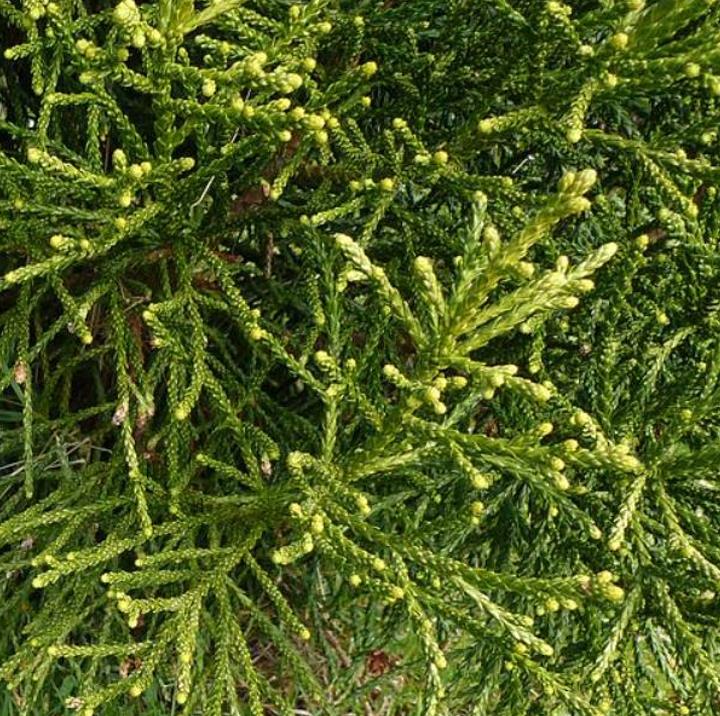 Athrotaxis laxifolia - Pinheiro Atrotaxia, Atrotaxia de Cume, Cedro da Tasmânia, Cedro Summit