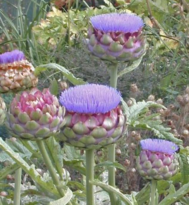 Cynara cardunculus ssp. Scolymus 'Gros Vert de Laon' - Alcachofra Vert de Laon, Alcachofra de Provença