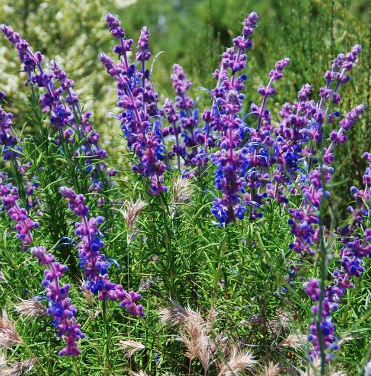 Trichostema lanatum - Alecrim da Califórnia, Alecrim Selvagem Americano, Woolly Blue-Curls