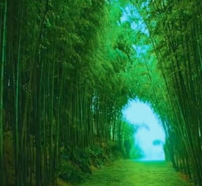 Phyllostachys pubescens (Phyllostachys edulis) - Bambu Mossô, Bambu Gigante Mossô