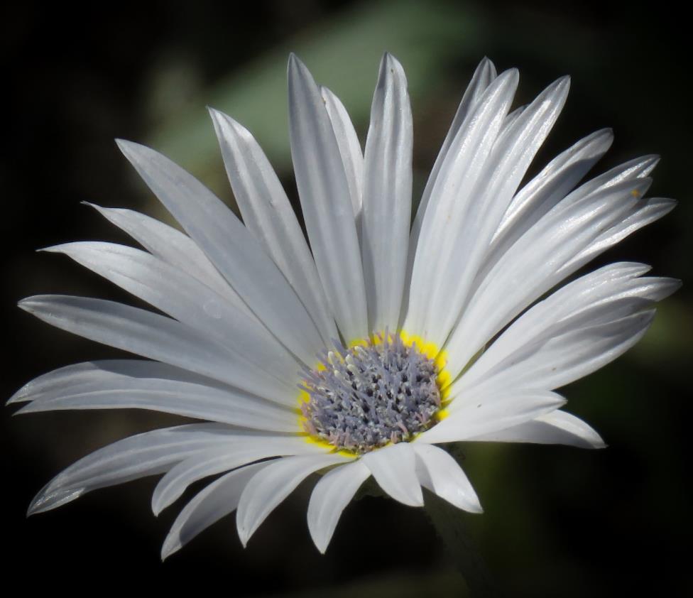 Arctotis grandis - Margarida Africana de Olhos Azuis, Blue Eyed Daisy, Margarida Africana Grandis