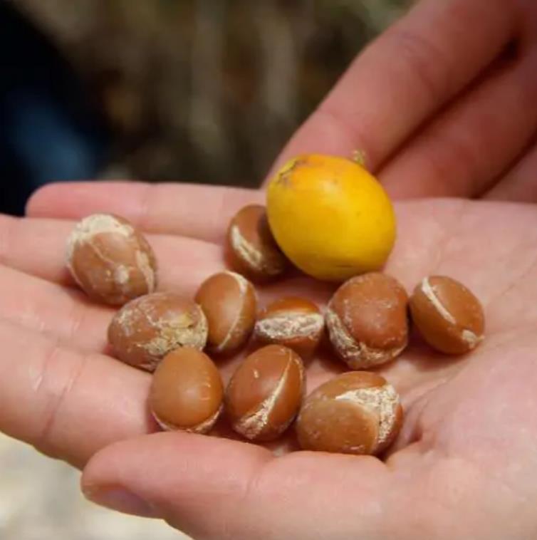 Argania spinosa - Árvore Argan, Ouro Marroquino, Árvore da Vida
