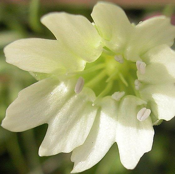 Cucubalus baccifer - Cereja cucubalo, Berry catchfly, Grass cucco, Cucubalo