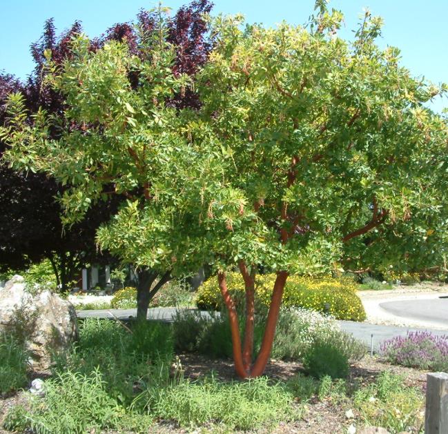 Arbutus unedo - Medronheiro, Árvore Morango, Ervedeiro, Êrvodo, Medronho, Strawberry Tree