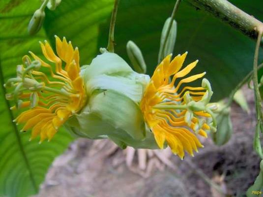 Passiflora macrophylla - Maracujá de árvore, árvore da flor da paixão, granadila del monte