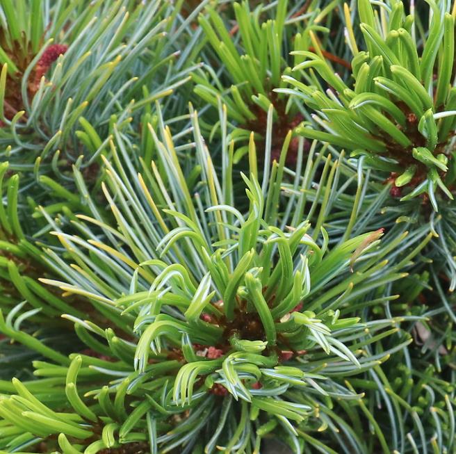 Pinus pumila - Pinheiro Anão, Pinheiro de Pedra Anão, Pinheiro Anão Japonês, Pinheiro de Pedra