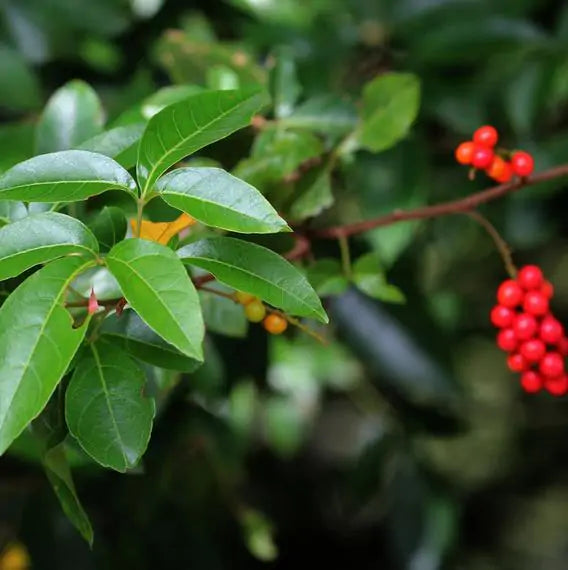 Allophylus cobbe - Cereja indiana doce, Allophylus indiano, Lichia Manbi