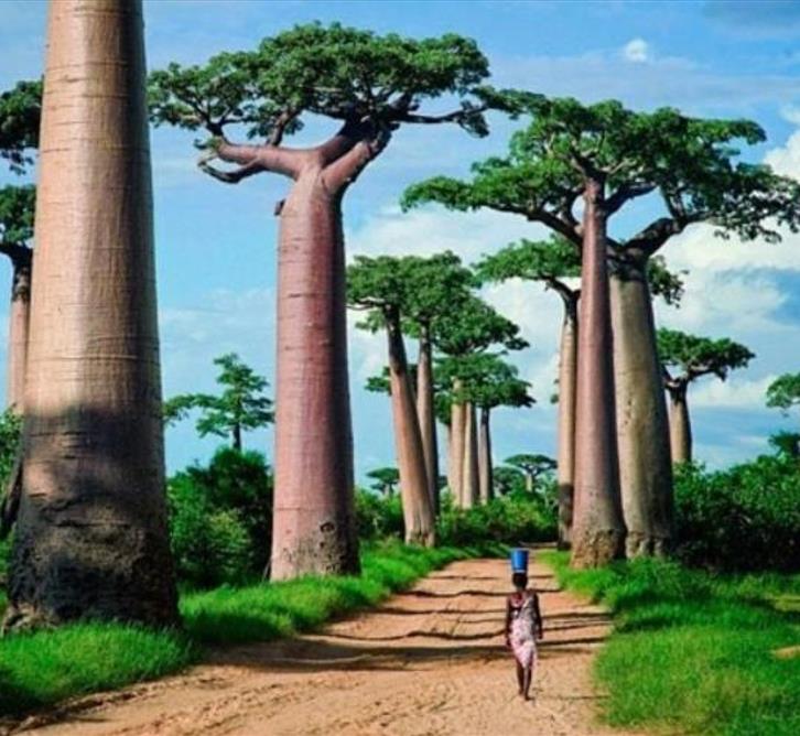 Adansonia grandidieri - Baobá Grandidieri, Baobá de Madagascar, Baobá de Morondava
