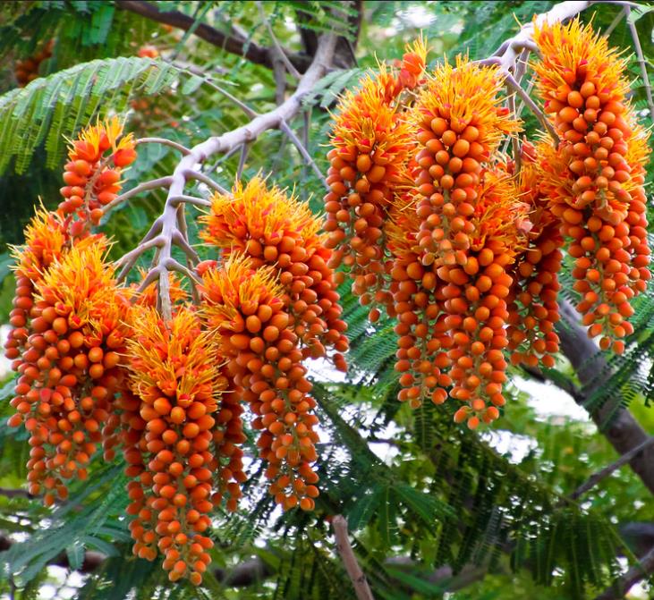 Colvillea racemosa - Árvore Gloriosa, Flor do Paraíso, Gloriosa de Madagascar
