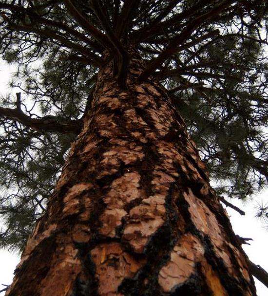 Pinus ponderosa - Pinheiro ponderosa, Pinheiro amarelo, Pinheiro Blackjaks
