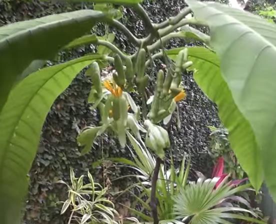 Passiflora macrophylla - Maracujá de árvore, árvore da flor da paixão, granadila del monte