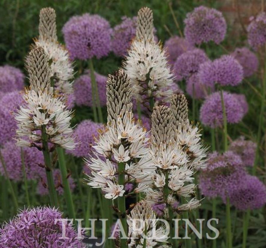 Asphodelus albus - Asfódelo Branco, Asfódelo de Líquen de Bordas Brancas
