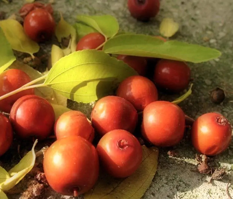 Ziziphus jujuba - Jujuba Chinesa, Jujubeira, Tâmara Vermelha, Tâmara Chinesa