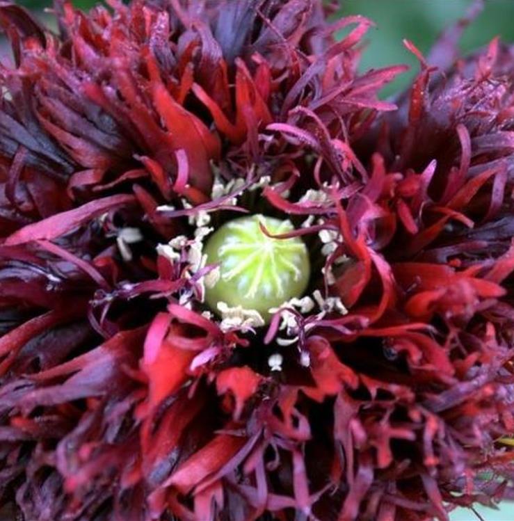 Papaver somniferum 'Laciniatum Black Swan' - Papoula Cisne Negro, Papoula de Franja Dobrada Cisne Negro, Papoula Empluma